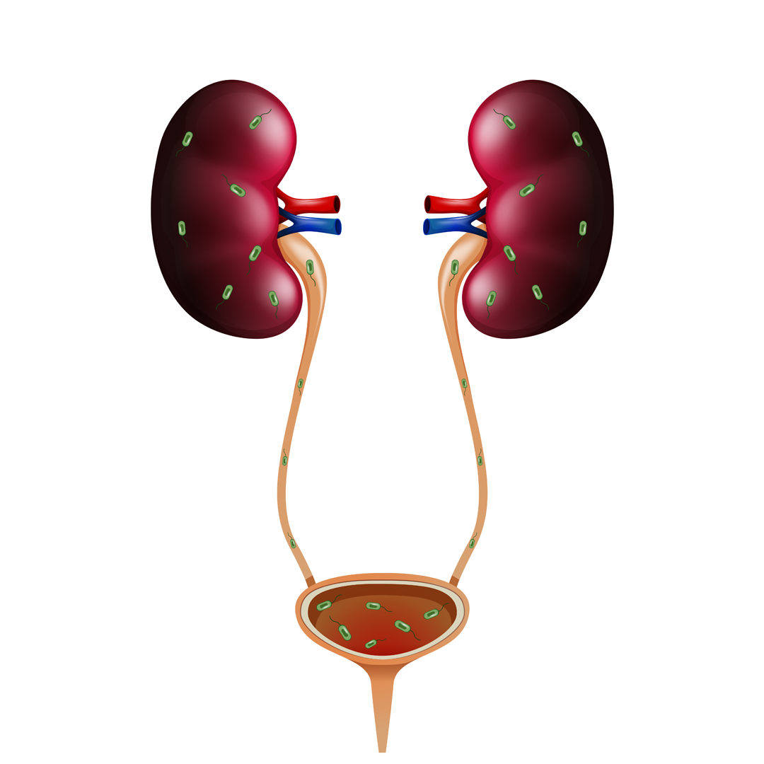 Urology & Andrology